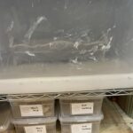 damp box